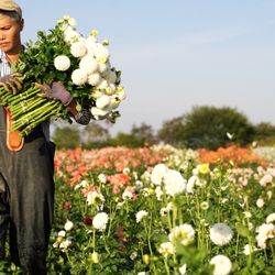 Sunny Meadows Flower Farm
