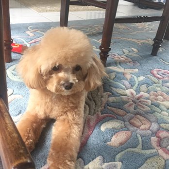 Plano Dog Grooming - Pic after cut - Pet Groomers Near Me - Plano, Texas