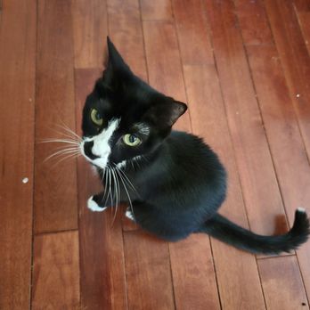 Walking Daily - Pet Sitting Near Me - Lansdale, Pennsylvania