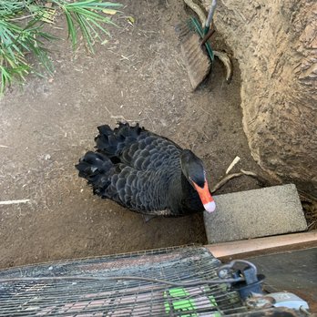 Phoenix Zoo - This black swan liked my bright shoes - Zoos Near Me - Phoenix, Arizona Phoenix Zoo - This black swan liked my bright shoes - Zoos Near Me - Phoenix, Arizona