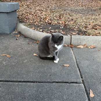 Shoppe3130 - Cute cat hung around outside the store :) - Accessories Near Me - North Augusta, South Carolina Shoppe3130 - Cute cat hung around outside the store :) - Accessories Near Me - North Augusta, South Carolina