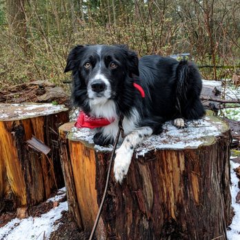 The Better Dog - Pet Training Near Me The Better Dog - Pet Training Near Me