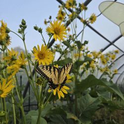 Port Austin Butterfly House and Garden