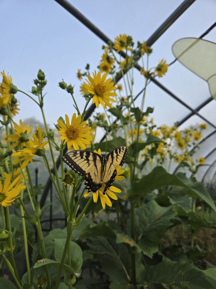 Port Austin Butterfly House and Garden Logo