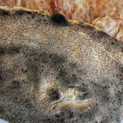 Umbertos of Massapequa Park - The blackened bottom of the pizza crust. We ordered it to be cooked light. It was gross!