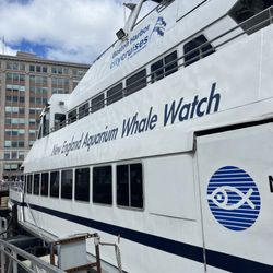 New England Aquarium Whale Watch - Boat