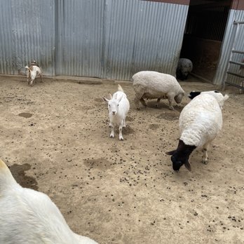 Montebello Barnyard Zoo - Petting Zoos Near Me - Montebello, California Montebello Barnyard Zoo - Petting Zoos Near Me - Montebello, California