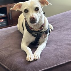 My Pal Pet Supplies & Grooming - Bentley showing off his pretty mani!