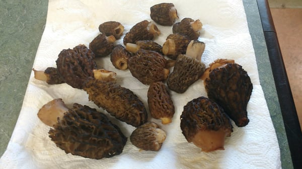 Tamarack Resort by null