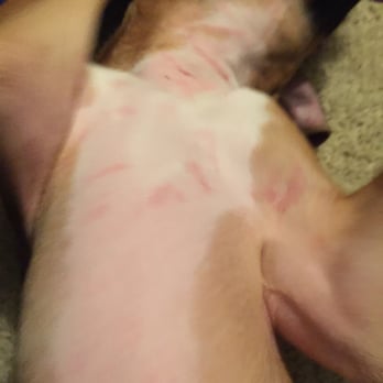 PetSmart - Here are the cuts. They were open wounds that later scabbed. - Pet Stores Near Me - Brea, California PetSmart - Here are the cuts. They were open wounds that later scabbed. - Pet Stores Near Me - Brea, California