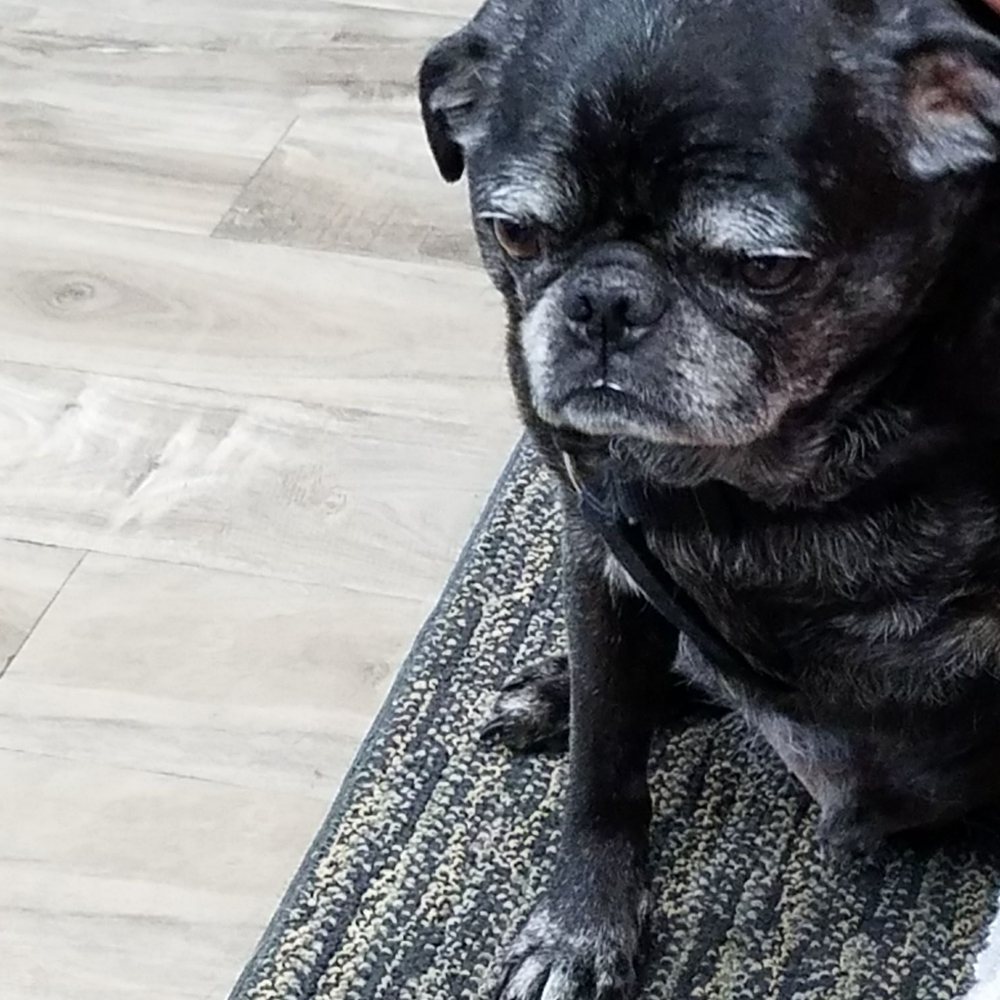 Mugsey the shop mascot. So adorable