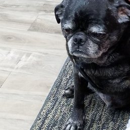 Mugsey the shop mascot. So adorable