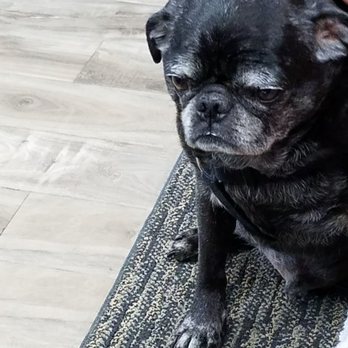 Rorschach Gallery - Mugsey the shop mascot. So adorable - Piercing Near Me - Edison, New Jersey