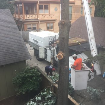 Treeo Tree Service - Indianapolis - Tree removal in tight quarters in historical neighborhood. - Tree Services Near Me - Indianapolis, Indiana