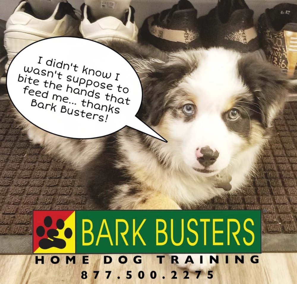 bark busters near me