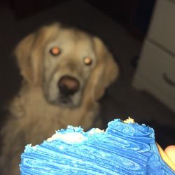 Mary's Creative Cakery - A notorious mary's cookie thief