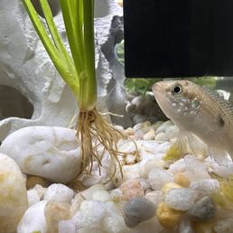 Our new fish! Our new fish!