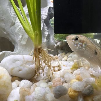 Aquarium Fish Depot - Our new fish! - Local Fish Stores Near Me - San Diego, California Aquarium Fish Depot - Our new fish! - Local Fish Stores Near Me - San Diego, California