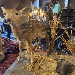 Dysfunctional Grace - Fawn taxidermy