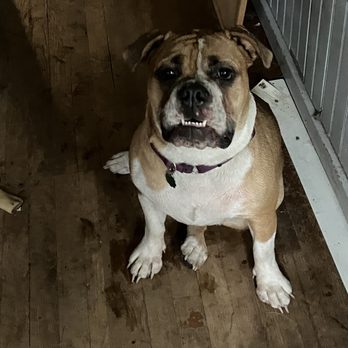 Found Chicago Boarding and Training Center - miss hotlips. - Pet Training Near Me - Chicago, Illinois Found Chicago Boarding and Training Center - miss hotlips. - Pet Training Near Me - Chicago, Illinois