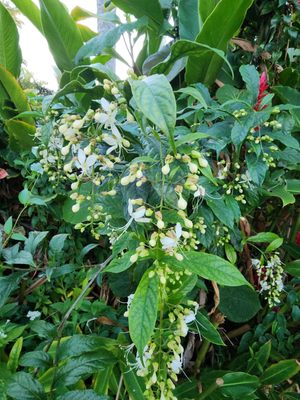 Orchid Tree Bed & Breakfast by null