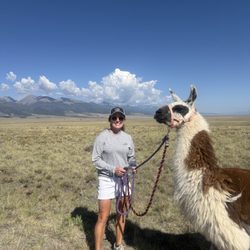 Llama Trekking By Lookin Up Outfitters