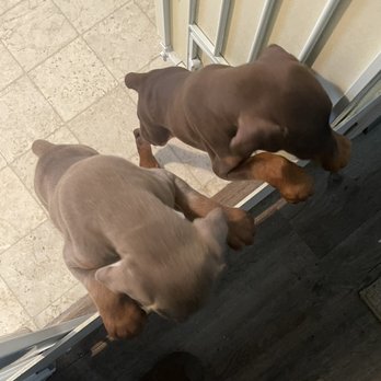 Harraden's Dobieden - "Negan" the fawn colored dobie - Pet Breeders Near Me - Dover, North Carolina