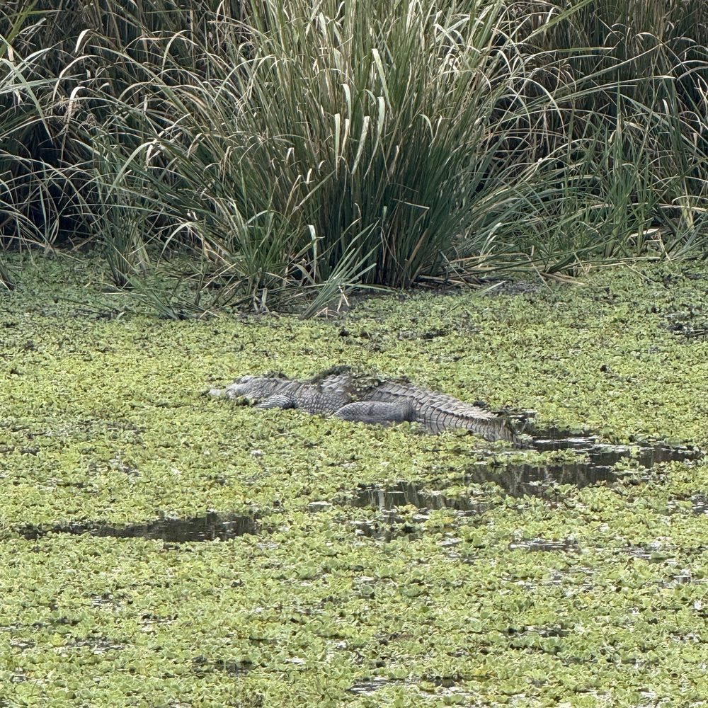 Brazos Bend State Park - American alligator - Parks Near Me - Needville, Texas