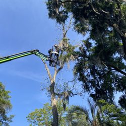 William Davis Tree Service