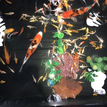 South River Aquarium - Top quality koi - Local Fish Stores Near Me - Brooklyn, New York South River Aquarium - Top quality koi - Local Fish Stores Near Me - Brooklyn, New York