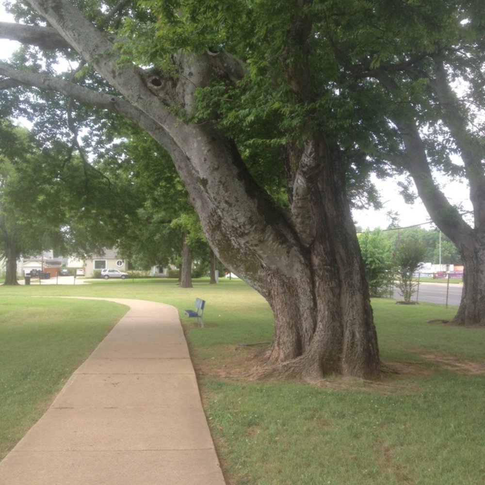 A. C. Steere Park and Playground - Cool tree! Comfy bench to sit on and contemplate life and whatnot! - Playgrounds Near Me - Shreveport, Louisiana A. C. Steere Park and Playground - Cool tree! Comfy bench to sit on and contemplate life and whatnot! - Playgrounds Near Me - Shreveport, Louisiana