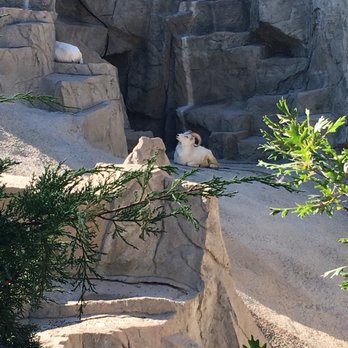 Denver Zoo - Dall Sheep (9/8/18) - Zoos Near Me - Denver, Colorado Denver Zoo - Dall Sheep (9/8/18) - Zoos Near Me - Denver, Colorado