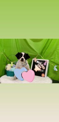 paw shoppe long beach