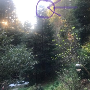 Fine Tree Care - Tree Services Near Me - Sebastopol, California