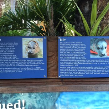 Bahia Resort Hotel - Cute rescued sea lions on site. - San Diego, CA