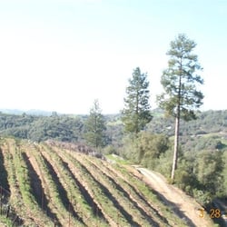 Catano Winery - Aren't the vinyards in San Andreas beautiful?