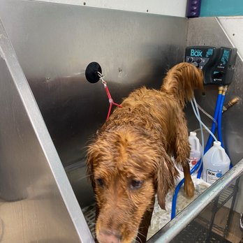 Dunk'N Dogs - Pet Groomers Near Me - San Diego, California