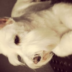 Pampered Pooch