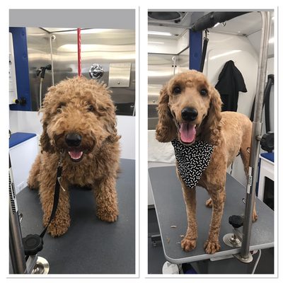 SALAS PAW SPA MOBILE DOG GROOMING - 14 Photos - Pet Groomers - Tracy, CA - Phone Number - Yelp