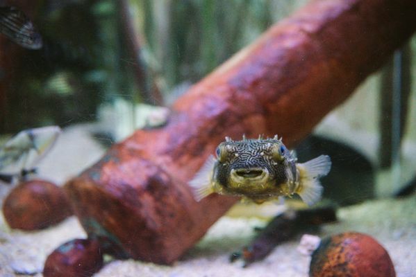 Ripley's Aquarium of Myrtle Beach by null