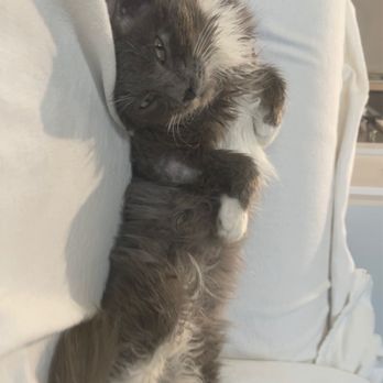 KC Pet Project - Animal Shelters Near Me - Kansas City, Missouri