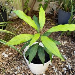 Multiplicity Errand Services - Caring for a Mango seedling while homeowners are away.