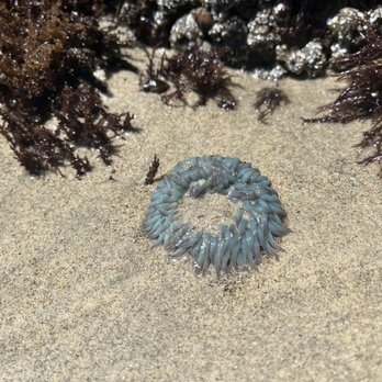 La Jolla Excellence - Sea urchin? - Condominiums Near Me - Rosarito, BCN