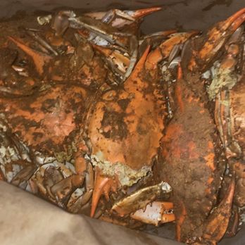 Hard Shell - Yummy crabs! - Seafood Near Me - Elkridge, Maryland