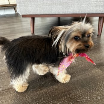 Bone Jour Pet Boutique - Pet Sitting Near Me - Bethesda, Maryland