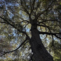 Bonita Ranch Campground & RV Sites - Tree at campsite