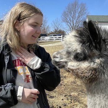 Rusty Stars Alpaca - Attraction Farms Near Me - Winterset, Iowa