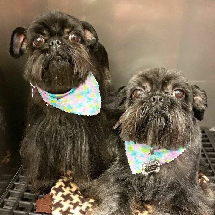 TOWN AND COUNTRY GROOMING 28 Photos 3129 E University Blvd, Odessa