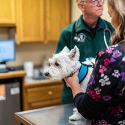 The Pet Hospital & Pet Motel