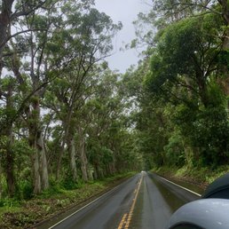 Tunnel of trees Tunnel of trees